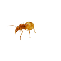 Honey Ant | Types of Ants and their Names in English