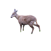 Huemul Deer | Types of Deer with Names in English