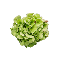 Hydrangea | Types of Flowers in English with Pictures