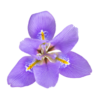 Iris | Types of Flowers in English with Pictures