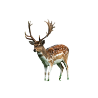 Island Deer | Types of Deer with Names in English