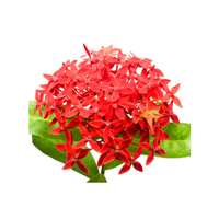 Ixora | Types of Flowers in English with Pictures