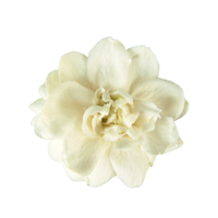 Jasmine | Types of Flowers in English with Pictures