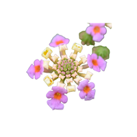 Lantana | Types of Flowers in English with Pictures