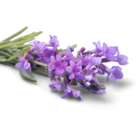 Lavender | Types of Flowers in English with Pictures