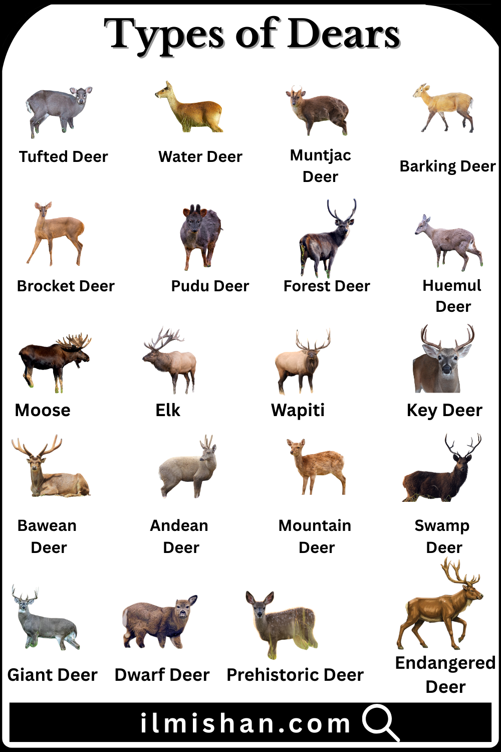 Learn Types of Deer Names in English with their Images
