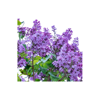 Lilac | Types of Flowers in English with Pictures