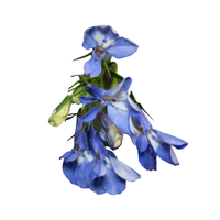 Lobelia | Types of Flowers in English with Pictures