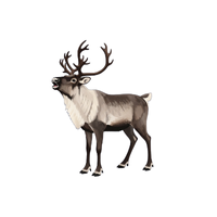 Long-Antlered Deer