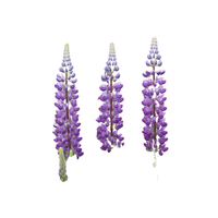 Lupine