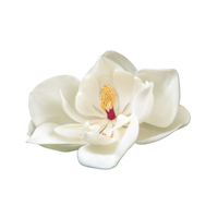 Magnolia | Types of Flowers in English with Pictures