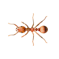Male Ant