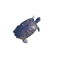Map turtle