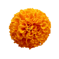 Marigold | Types of Flowers in English with Pictures