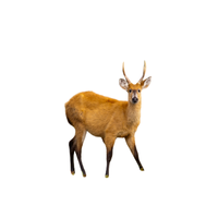 Marsh Deer