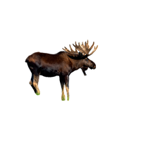 Moose | Types of Deer with Names in English