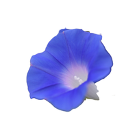 Morning Glory | Types of Flowers in English with Pictures
