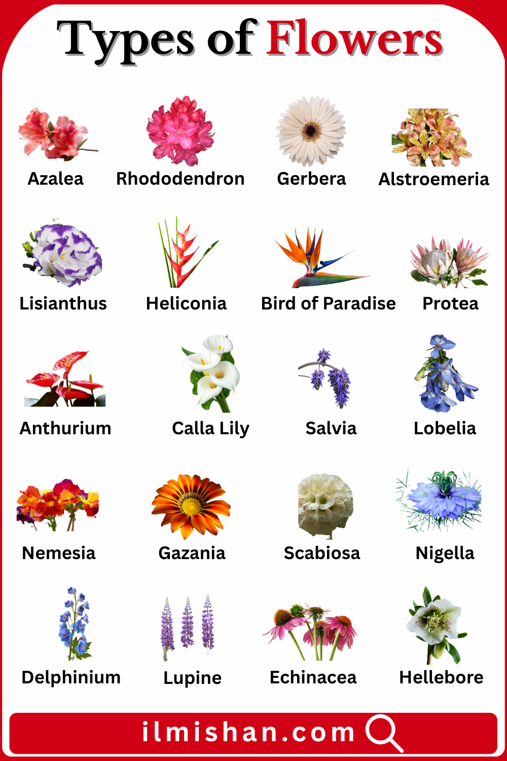 Most Common Types of Flowers with their Images