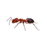 Mound Ant