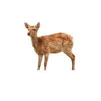 Mountain Deer | Types of Deer with Names in English