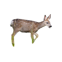 Mule Deer | Types of Deer with Names in English