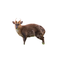 Muntjac Deer | Types of Deer with Names in English