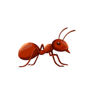 Nomad Ant | Types of Ants and their Names in English