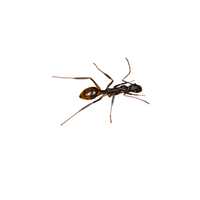 Odorous Ant | Types of Ants and their Names in English