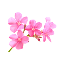 Oleander | Types of Flowers in English with Pictures