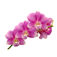 Orchid | Types of Flowers in English with Pictures