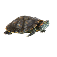 Painted turtle | Types of Reptiles with Names in English