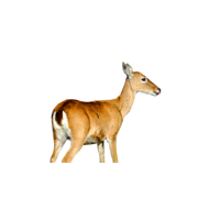 Pampas Deer | Types of Deer with Names in English