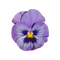 Pansy | Types of Flowers in English with Pictures