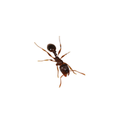 Pavement Ant | Types of Ants and their Names in English