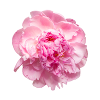 Peony | Types of Flowers in English with Pictures