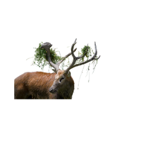 Père David’s Deer | Types of Deer with Names in English