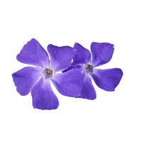 Periwinkle | Types of Flowers in English with Pictures