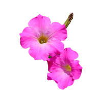 Petunia | Types of Flowers in English with Pictures