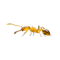 Pharaoh Ant | Types of Ants and their Names in English