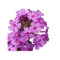 Phlox | Types of Flowers in English with Pictures