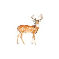 Plain-Coat Deer | Types of Deer with Names in English