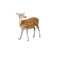 Plains Deer | Types of Deer with Names in English