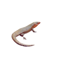 Plated lizard