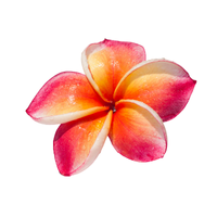 Plumeria | Types of Flowers in English with Pictures
