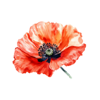 Poppy | Types of Flowers in English with Pictures