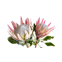 Protea