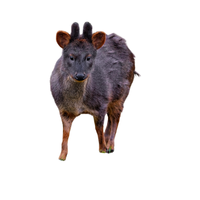 Pudu Deer | Types of Deer with Names in English