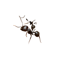 Raiding Ant | Types of Ants and their Names in English