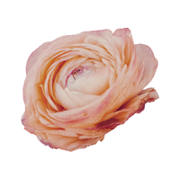 Ranunculus | Types of Flowers in English with Pictures