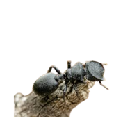 Rare Ant